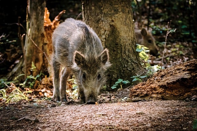 Free download wild boar mammal wild animal animal free picture to be edited with GIMP free online image editor