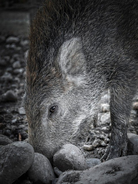 Free download wild boar piglet animal wild pig free picture to be edited with GIMP free online image editor