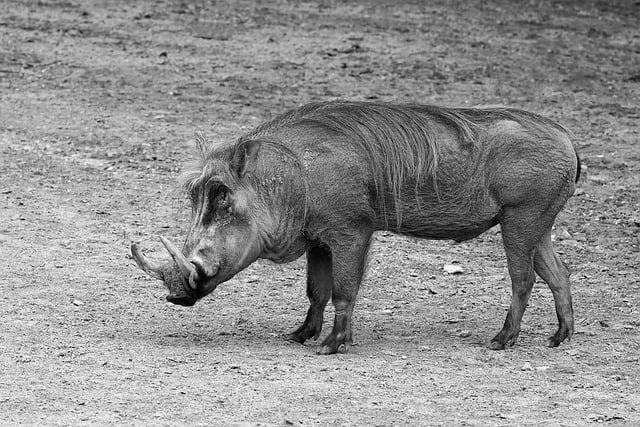 Free download wild boar pig tusk animal savannah free picture to be edited with GIMP free online image editor
