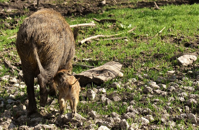 Free download wild boars little pigs mini cute free picture to be edited with GIMP free online image editor