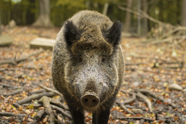 Free download wild boar snout forest fur eyes free picture to be edited with GIMP free online image editor