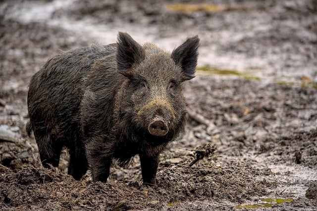 Free download wild boar wild pig boar pig free picture to be edited with GIMP free online image editor