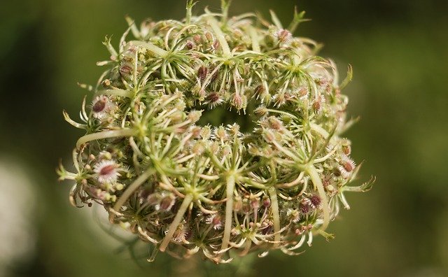 Kostenloser Download Wild Carrot Bud - kostenloses Foto oder Bild zur Bearbeitung mit GIMP Online-Bildbearbeitung