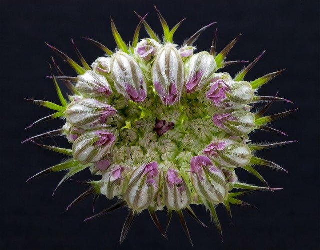 Free download Wild-Carrot Flowerhead Wildflower -  free photo or picture to be edited with GIMP online image editor