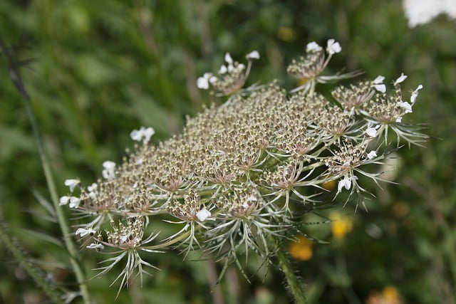 Free download wild carrot flower plant petals free picture to be edited with GIMP free online image editor