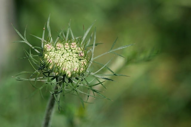 Free download wild carrot meadow close up nature free picture to be edited with GIMP free online image editor