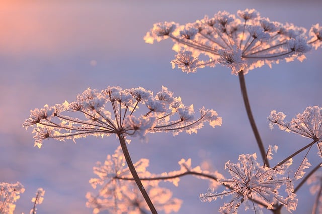 Free download wild carrots snow winter frost free picture to be edited with GIMP free online image editor