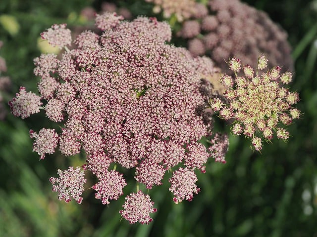 Free download wild carrot umbelliferae botany free picture to be edited with GIMP free online image editor