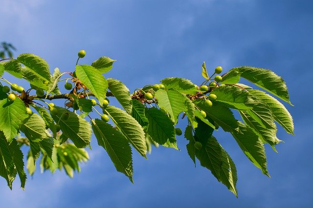 Free download Wild Cherry Green Cherries -  free photo or picture to be edited with GIMP online image editor