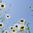Wild daisies  screen for extension Chrome web store in OffiDocs Chromium