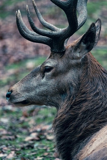 Free download wild deer antler animal mammal free picture to be edited with GIMP free online image editor
