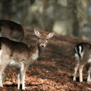 Wild Deer Grazing in Swedish Forest  screen for extension Chrome web store in OffiDocs Chromium