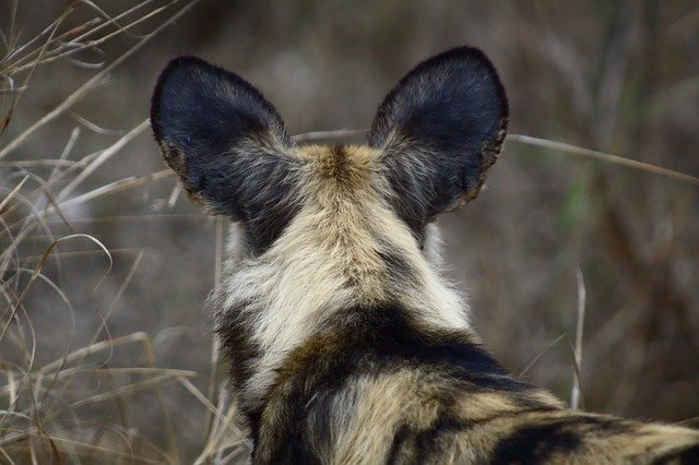 ดาวน์โหลดฟรี Wild Dog Nature Predator - รูปถ่ายหรือรูปภาพฟรีที่จะแก้ไขด้วยโปรแกรมแก้ไขรูปภาพออนไลน์ GIMP