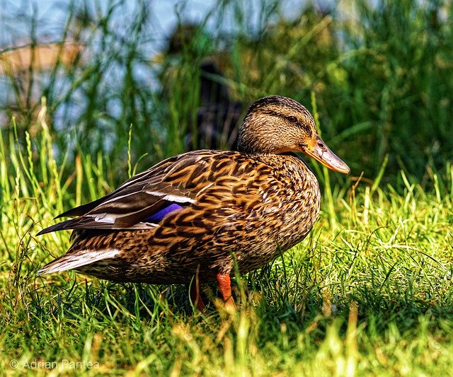 Téléchargement gratuit Wild Duck Bled Lake - photo ou image gratuite à éditer avec l'éditeur d'images en ligne GIMP