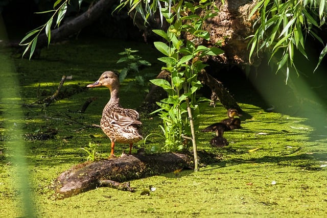 GIMPで編集できる野生のアヒルのマガモの水鳥の動物の無料画像を無料でダウンロード無料のオンライン画像エディター