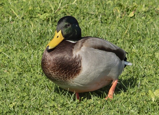 Bezpłatne pobieranie Wild Ducks Duck Water - darmowe zdjęcie lub obraz do edycji za pomocą internetowego edytora obrazów GIMP