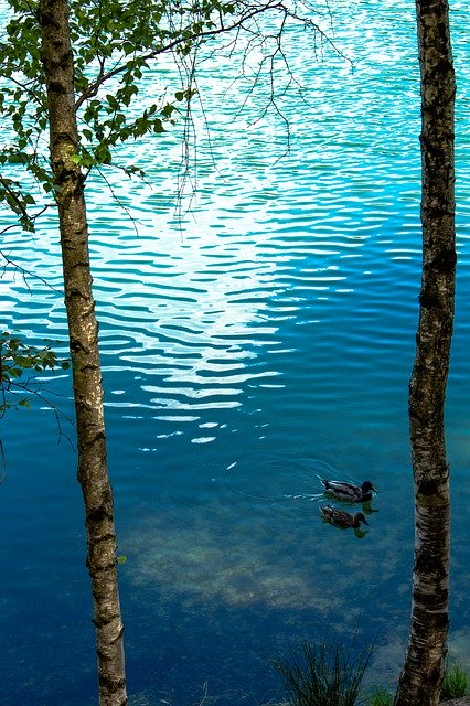Gratis download Wild Ducks Water Nature - gratis foto of afbeelding om te bewerken met GIMP online afbeeldingseditor