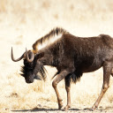 Wildebeest  screen for extension Chrome web store in OffiDocs Chromium