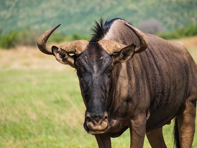 Kostenloser Download Wildebeest Africa - kostenloses Foto oder Bild zur Bearbeitung mit GIMP Online-Bildbearbeitung