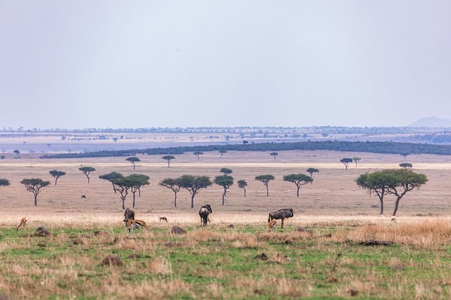 Free download wildebeest animal safari savannah free picture to be edited with GIMP free online image editor