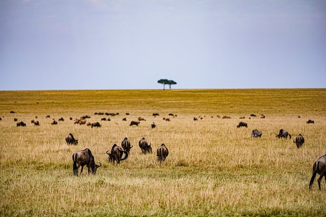 Free download wildebeest field wild animals free picture to be edited with GIMP free online image editor