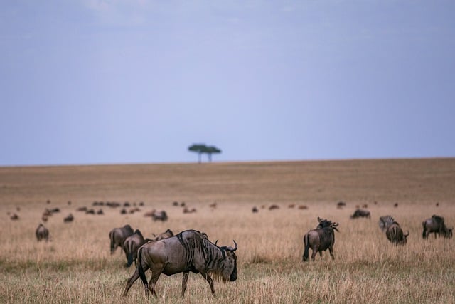 Free download wildebeest migration animal safari free picture to be edited with GIMP free online image editor