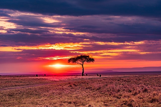 Free download wildebeests wild animals sunset free picture to be edited with GIMP free online image editor