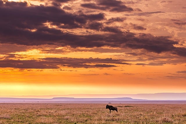Free download wildebeest wild animal sunset free picture to be edited with GIMP free online image editor