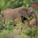 Wild Elephant  screen for extension Chrome web store in OffiDocs Chromium