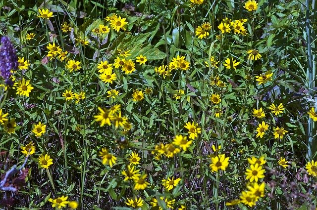 Free picture Wilderness Wildflowers Yellow -  to be edited by GIMP free image editor by OffiDocs
