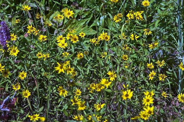 Muat turun percuma Wilderness Wildflowers Yellow - foto atau gambar percuma untuk diedit dengan editor imej dalam talian GIMP