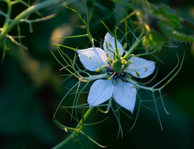 Free download wild flower 5 petal wild flower free picture to be edited with GIMP free online image editor