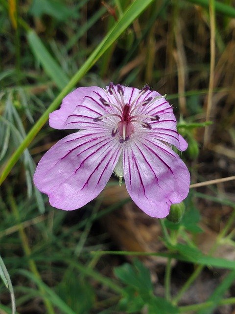 Muat turun percuma Wildflower Beautiful Pink - foto atau gambar percuma untuk diedit dengan editor imej dalam talian GIMP