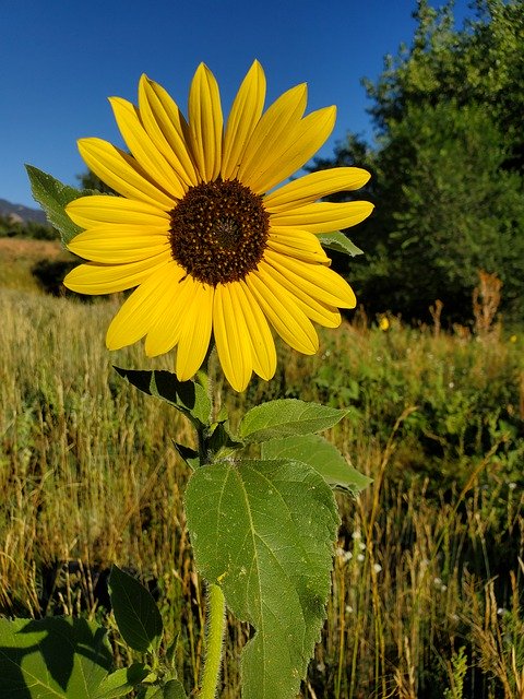 Download gratuito Wildflower Blue Sky Yellow: foto o immagine gratuita da modificare con l'editor di immagini online GIMP