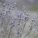 Wildflower branches  screen for extension Chrome web store in OffiDocs Chromium
