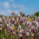 Wildflower bushes  screen for extension Chrome web store in OffiDocs Chromium