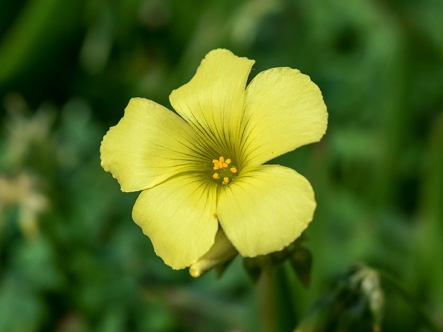 Free download Wildflower Flower Yellow -  free photo or picture to be edited with GIMP online image editor