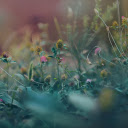 Wildflower garden  screen for extension Chrome web store in OffiDocs Chromium