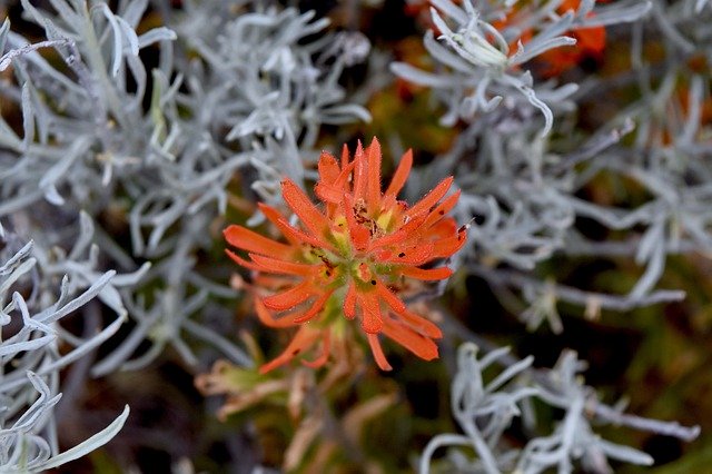 Free download Wildflower Indian Paintbrush Bloom -  free photo template to be edited with GIMP online image editor