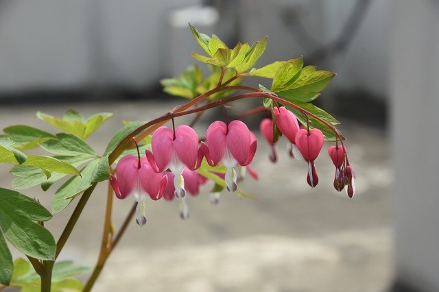 הורדה חינם Wildflower Into The Evening - תמונה או תמונה בחינם לעריכה עם עורך התמונות המקוון GIMP