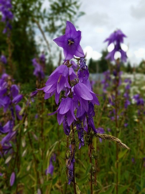 Gratis download Wildflower Lupine Blossom - gratis foto of afbeelding om te bewerken met GIMP online afbeeldingseditor