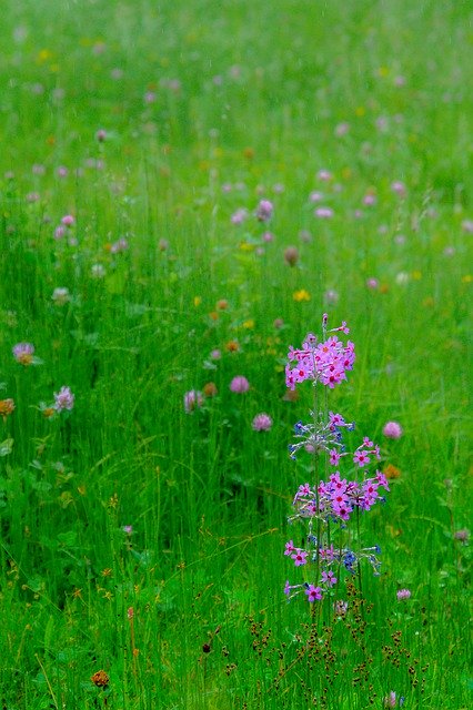 Descărcare gratuită Wild Flower Nature - fotografie sau imagini gratuite pentru a fi editate cu editorul de imagini online GIMP