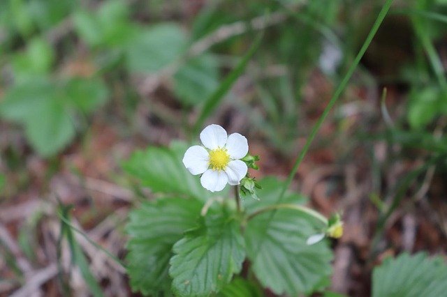 Gratis download Wildflower Nature Mountain Flower - gratis foto of afbeelding om te bewerken met GIMP online afbeeldingseditor