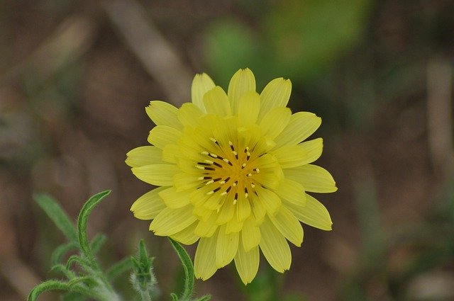 Free download Wildflower Nature Wildflowers -  free photo or picture to be edited with GIMP online image editor