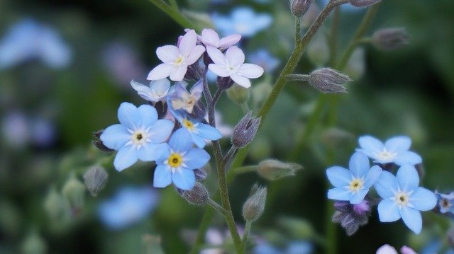 تنزيل Wildflower Our Nature مجانًا - صورة مجانية أو صورة لتحريرها باستخدام محرر الصور عبر الإنترنت GIMP