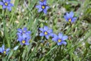 Free download Wildflower Pictures free photo or picture to be edited with GIMP online image editor