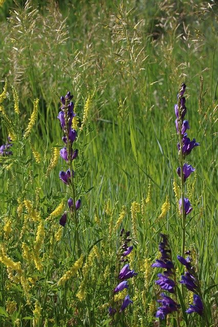 Free download Wildflower Purple Nature -  free photo or picture to be edited with GIMP online image editor