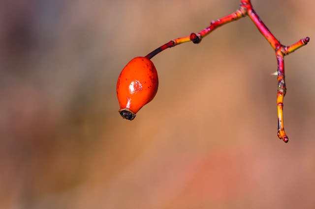 Descarga gratuita Wildflower Rosehips Brian - foto o imagen gratuita para editar con el editor de imágenes en línea GIMP