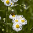Wildflowers and honey bees  screen for extension Chrome web store in OffiDocs Chromium