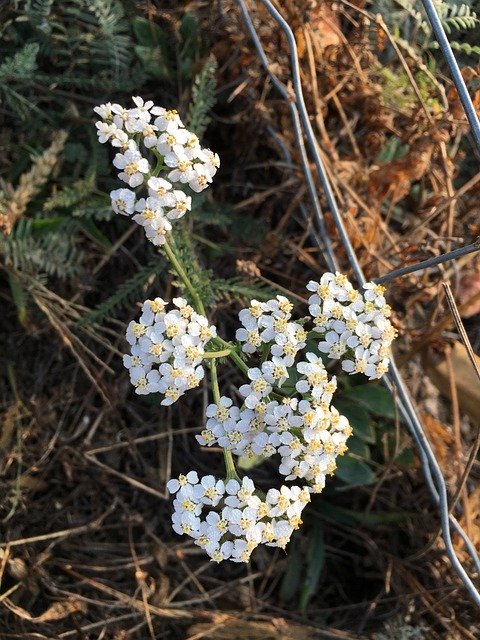 Téléchargement gratuit de clôture d'automne de fleurs sauvages - photo ou image gratuite à éditer avec l'éditeur d'images en ligne GIMP